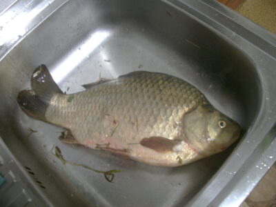 Sidabrinis karosas, 2,0 kg — Vaitiekūnų