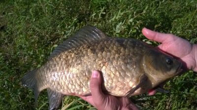 Sidabrinis karosas, 1,2 kg — Nevėžis