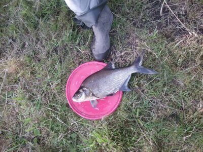 Karšis, 1,4 kg — Bartkuškio