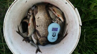 Karšis, 2,5 kg — Dvariukų