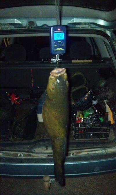 Lynas, 2,0 kg — Antalieptės HE