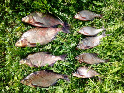 Karšis, 0,6 kg — Paršežeris