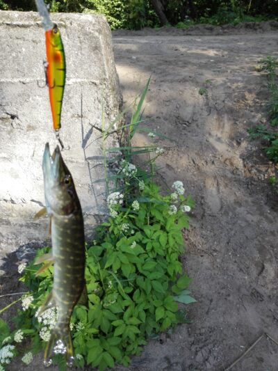 Lydeka, 0,2 kg