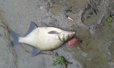 Karšis, 0,8 kg