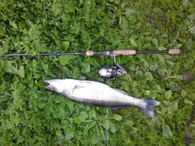 Starkis, 2,0 kg — Jurbarkų