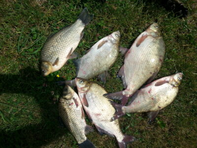 Karšis, 1,3 kg — Kauno marių
