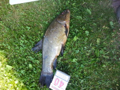 Lynas, 1,4 kg