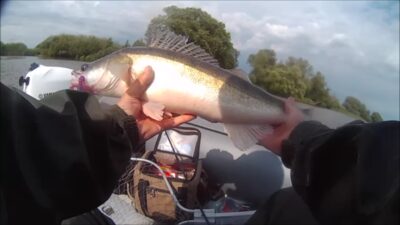 Starkis, 2,8 kg — ATMATA
