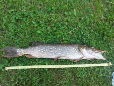 Lydeka, 3,4 kg — Pikeliškiai