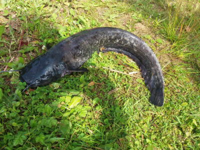 šamas, 3,5 kg — Pikeliškiai