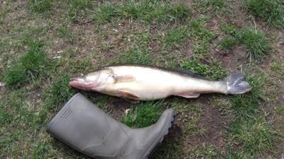 Starkis, 4,0 kg — Arimaičių