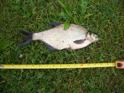 Karšis, 0,4 kg — Švobiškio