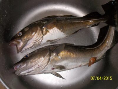 Menkė, 2,0 kg — Baltijos jūra