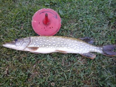 Lydeka, 1,0 kg — Lamėstas