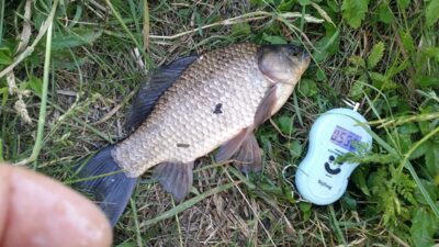 Sidabrinis karosas, 0,5 kg — Dvariukų