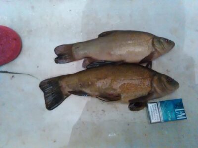 Lynas, 1,5 kg — Rotinėnų