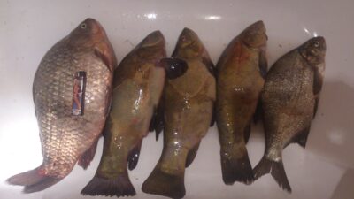 Sidabrinis karosas, 1,4 kg — Kairių