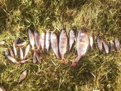 Ešerys, 0,9 kg — Didžiulis