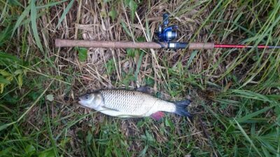 šapalas, 0,9 kg — Žeimena