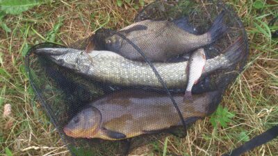 Lynas, 1,3 kg — Bubių
