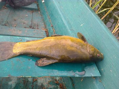 Lynas, 1,9 kg