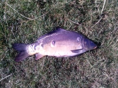 Paprastasis karpis, 2,4 kg