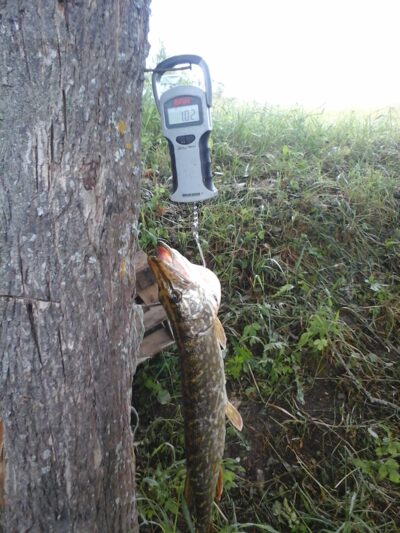 Lydeka, 1,0 kg — Lamėstas