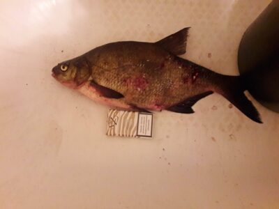 Karšis, 1,5 kg — Varėnis