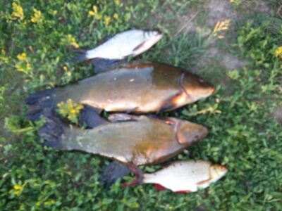 Lynas, 1,0 kg — Puožas