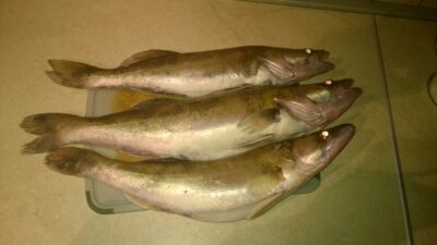 Starkis ×3 — Kupiškio