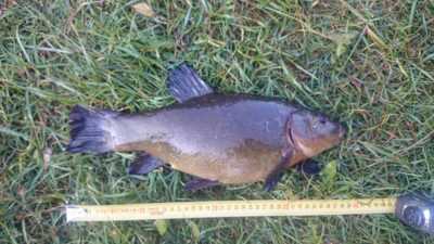 Lynas, 1,2 kg — Eišiškių HE