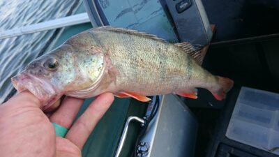 Ešerys, 0,6 kg — Kuršių