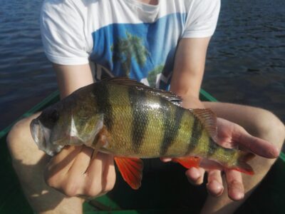 Ešerys, 0,5 kg — Zalvys
