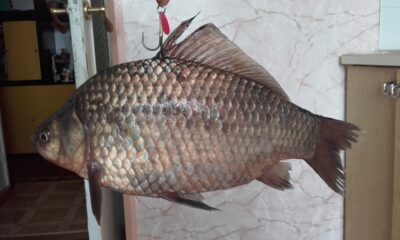 Sidabrinis karosas, 1,2 kg — Bubių