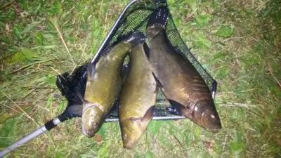 Lynas ×3 — Šešuolių
