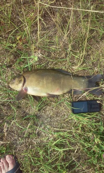 Lynas, 1,8 kg — Jurgionių