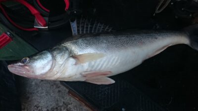 Starkis, 1,5 kg — Kuršių