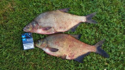Karšis, 1,2 kg — Šventoji