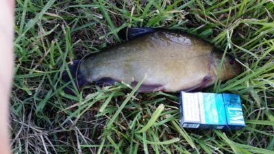 Lynas, 1,0 kg — Pašerkšnės