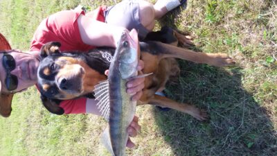 Starkis, 1,4 kg — Nemunas