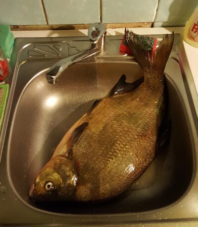 Karšis, 3,1 kg — Tauragnas