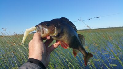 Ešerys, 0,7 kg — Papes ezers