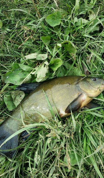 Lynas, 0,8 kg — Pašerkšnės