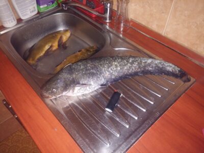 šamas, 1,4 kg