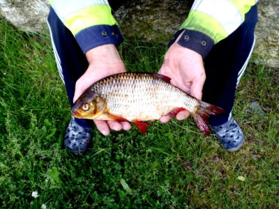 Paprastoji kuoja, 0,7 kg — Träsksjön