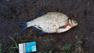 Karšis, 1,0 kg — Pašerkšnės