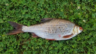 Paprastoji kuoja, 0,3 kg — Pienios