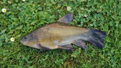 Lynas, 0,5 kg — Pienios