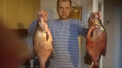 Karšis, 3,5 kg — Asveja