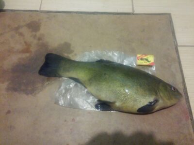 Lynas, 1,6 kg — Telšių sodininkų bendrija